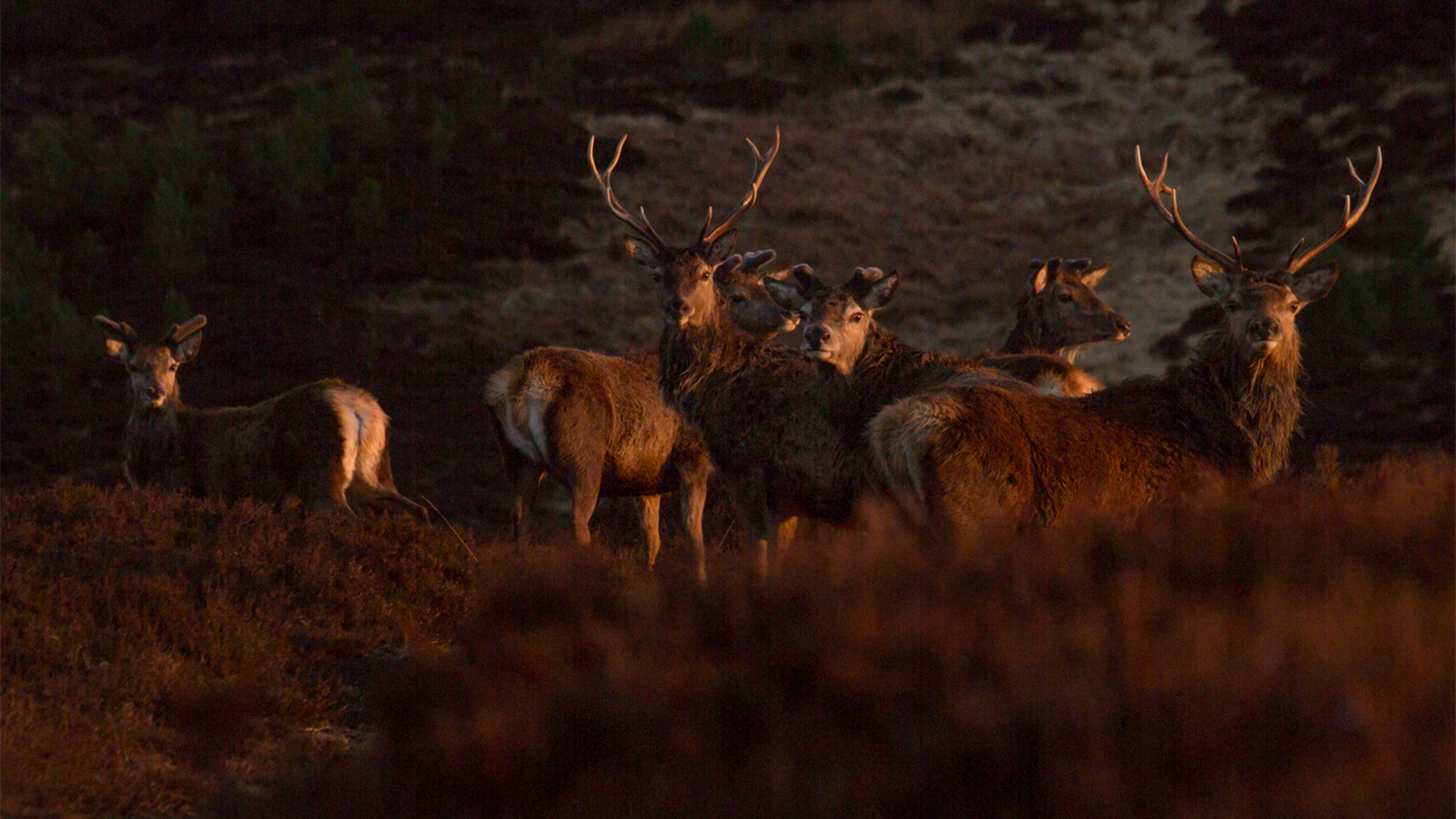 Bringing Nature into Focus, Through our Collaboration with Leica