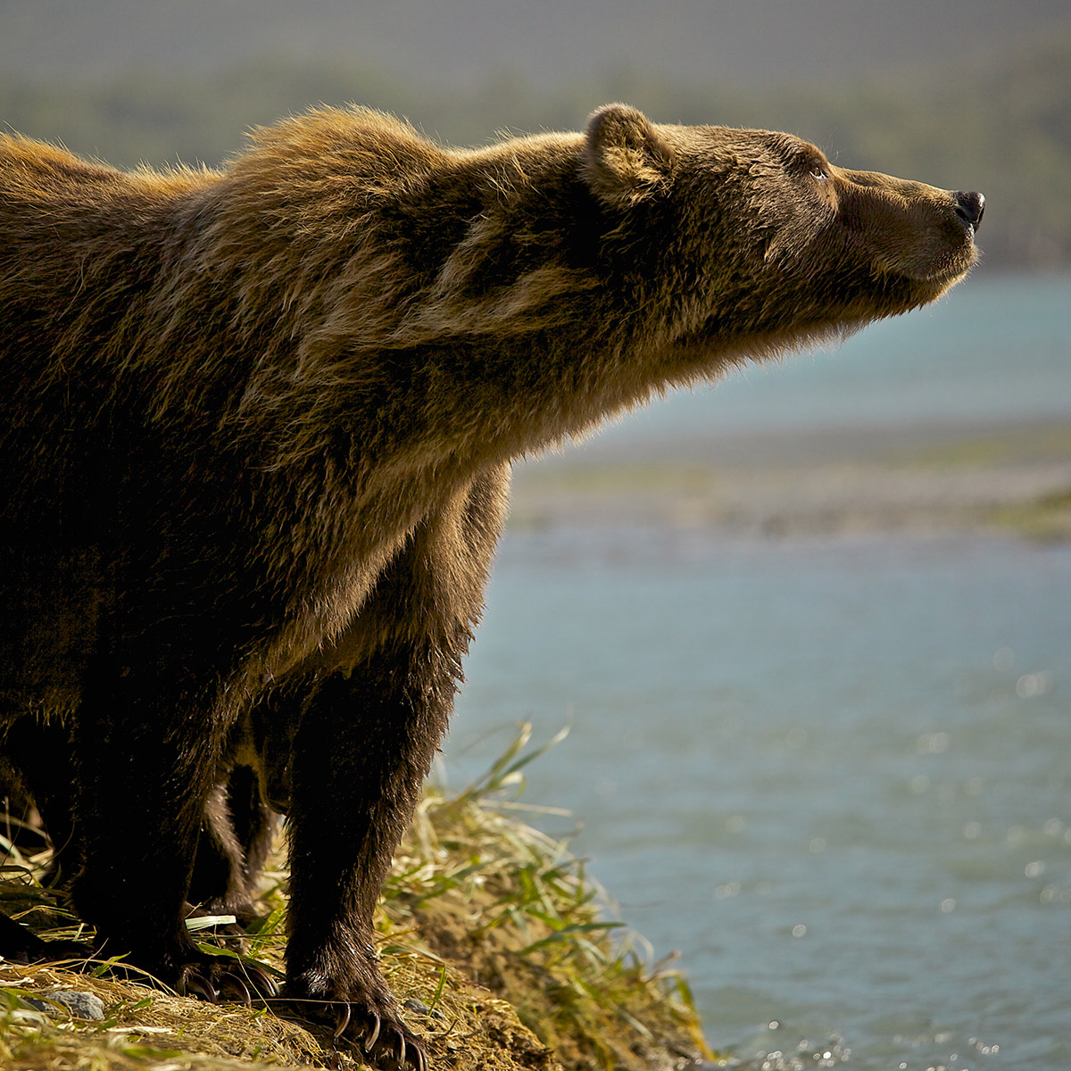 BEARTREK