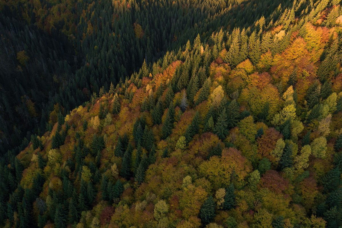 Conservation in 2022: TENT’s round-up of the year