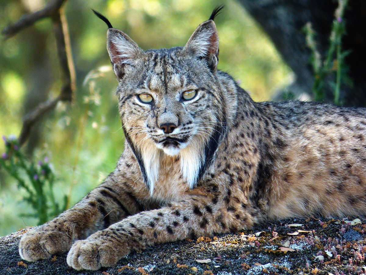 Iberian lynx comeback: TENT visits CBD-Habitat