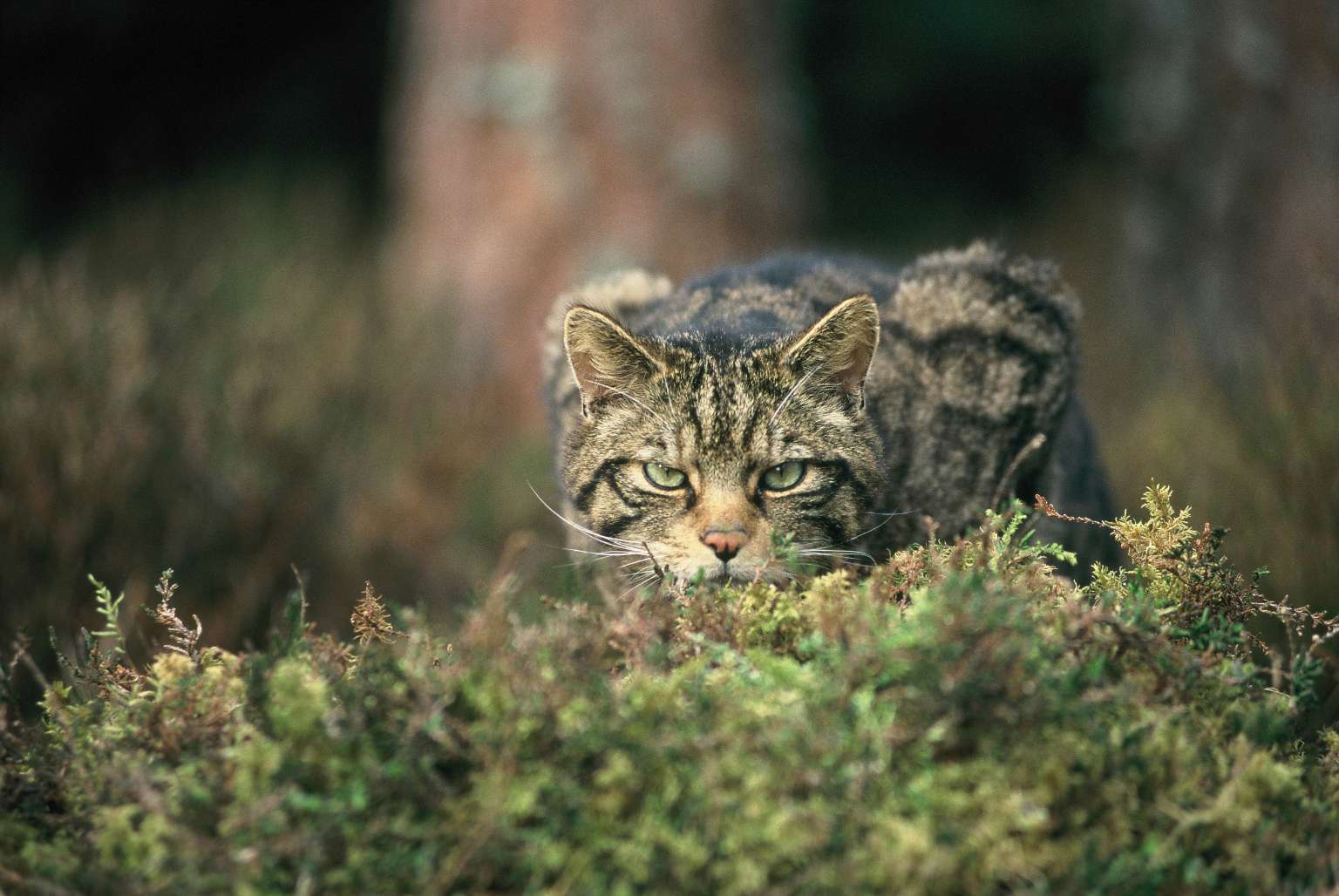 Securing A Future For The Scottish Wildcat