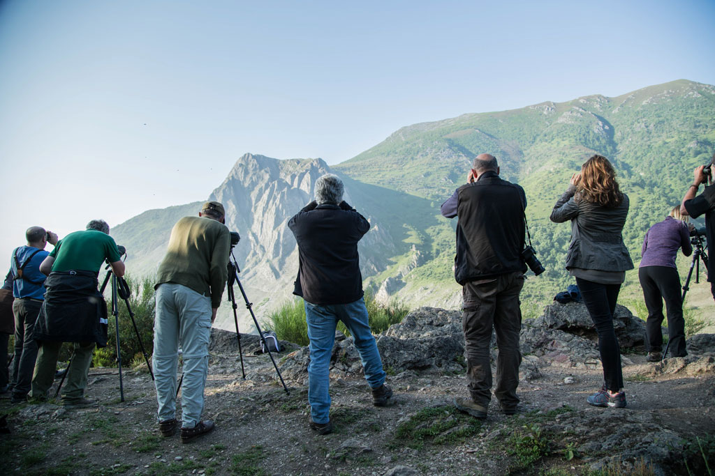 Brown Bears in Wild Asturias