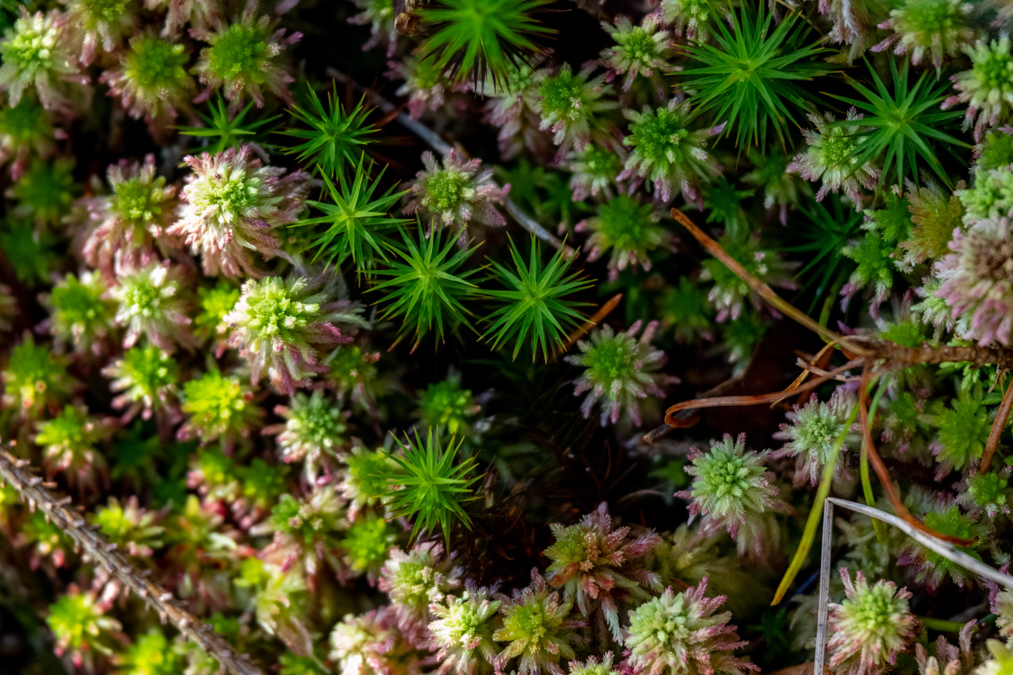 Media engage with community conservation in the Highlands