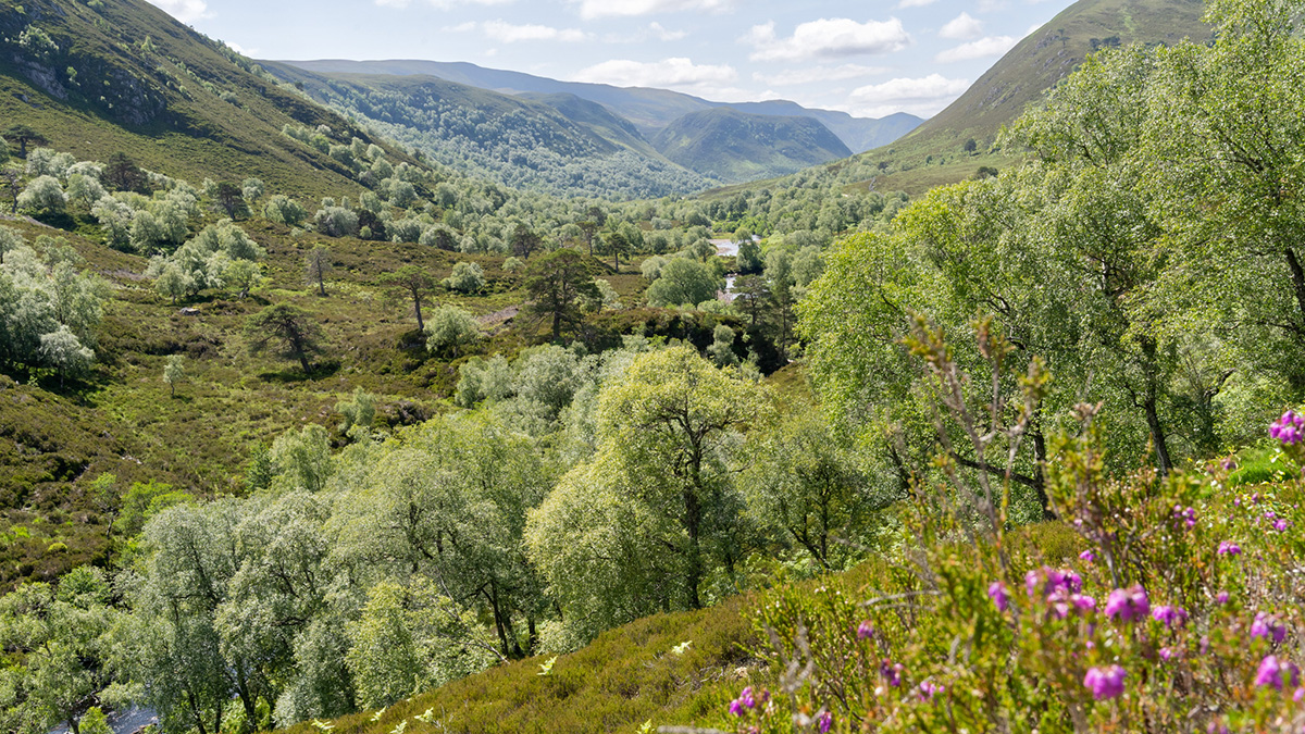 Riverwoods: Catchment Restoration – providing cool, clean water for wild Atlantic salmon