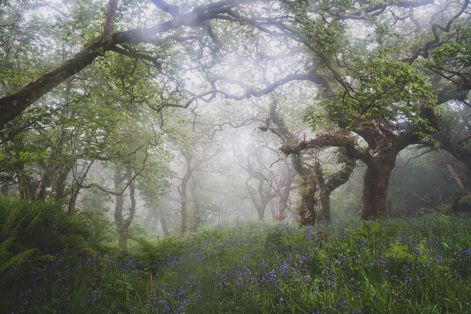 Restoring Britain’s Atlantic Temperate Rainforest